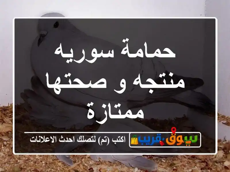 حمامة سوريه منتجه و صحتها ممتازة