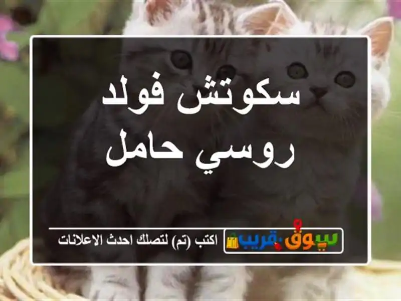 سكوتش فولد روسي حامل