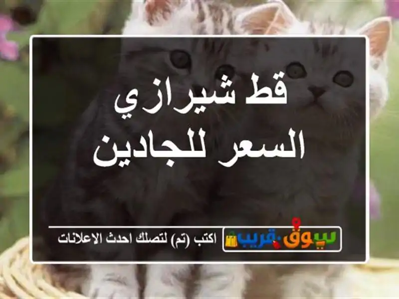 قط شيرازي السعر للجادين