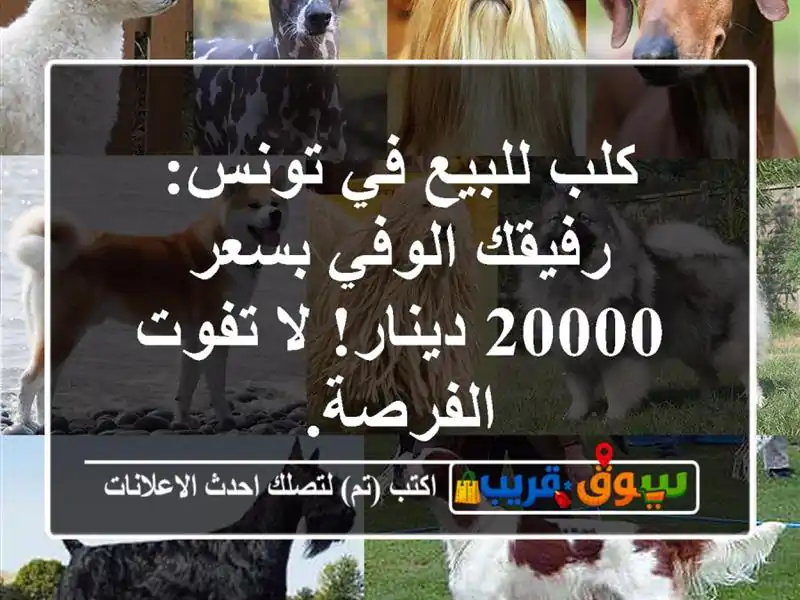 كلب للبيع في تونس: رفيقك الوفي بسعر 20000 دينار! لا...