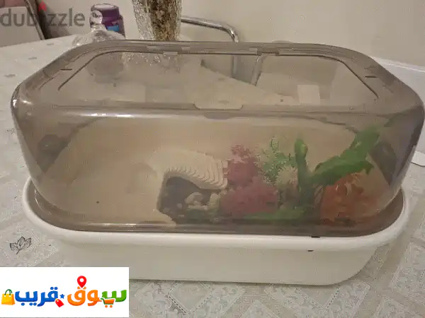 Complete Turtle Habitat & Tiny Turtle For Sale