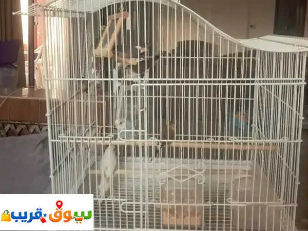 Cage with 7 birds
