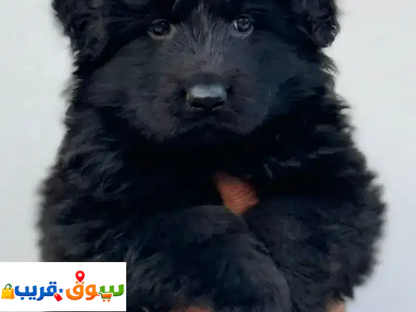 Royal black German shepherd يراوه جيرمن شيبرد رويال بلاك