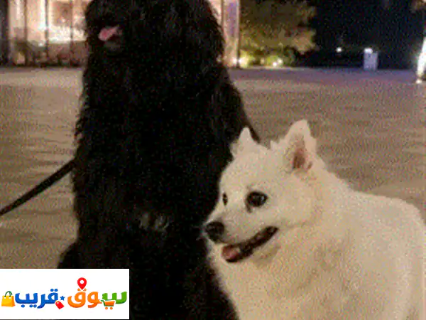 عنوان الاعلان (العربية) كلبان أليفان للبيع...