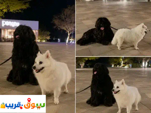 عنوان الاعلان (العربية) كلبان أليفان للبيع تفاصيل الاعلان (العربية) للبيع كلبان أليفان بصحة ممتازة، ...