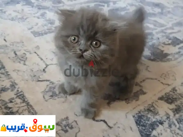 قطط للبيع