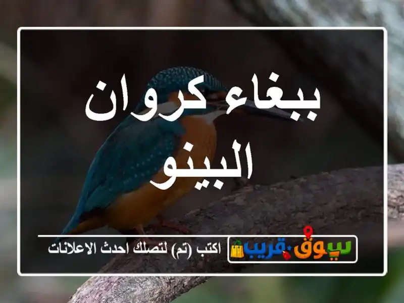 ببغاء كروان البينو
