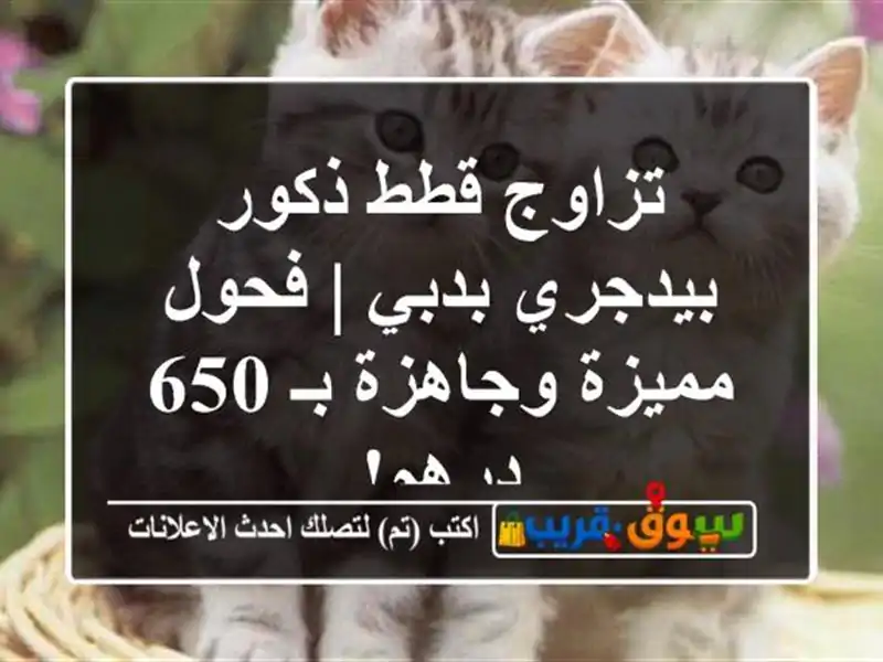 تزاوج قطط ذكور بيدجري بدبي | فحول مميزة وجاهزة بـ...