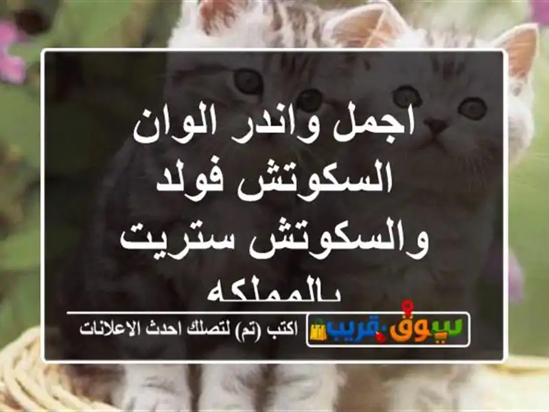 اجمل واندر الوان السكوتش فولد والسكوتش ستريت بالمملكه
