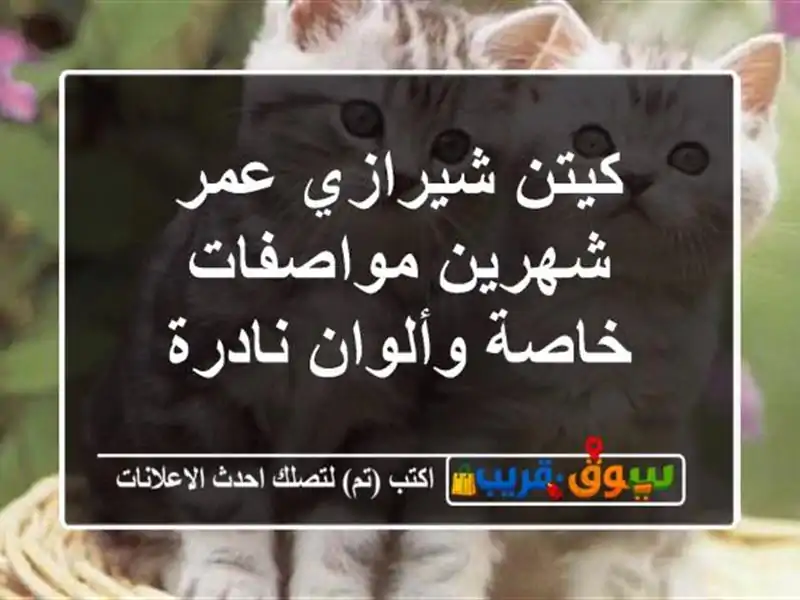 كيتن شيرازي عمر شهرين مواصفات خاصة وألوان نادرة