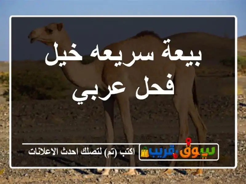 بيعة سريعه خيل فحل عربي