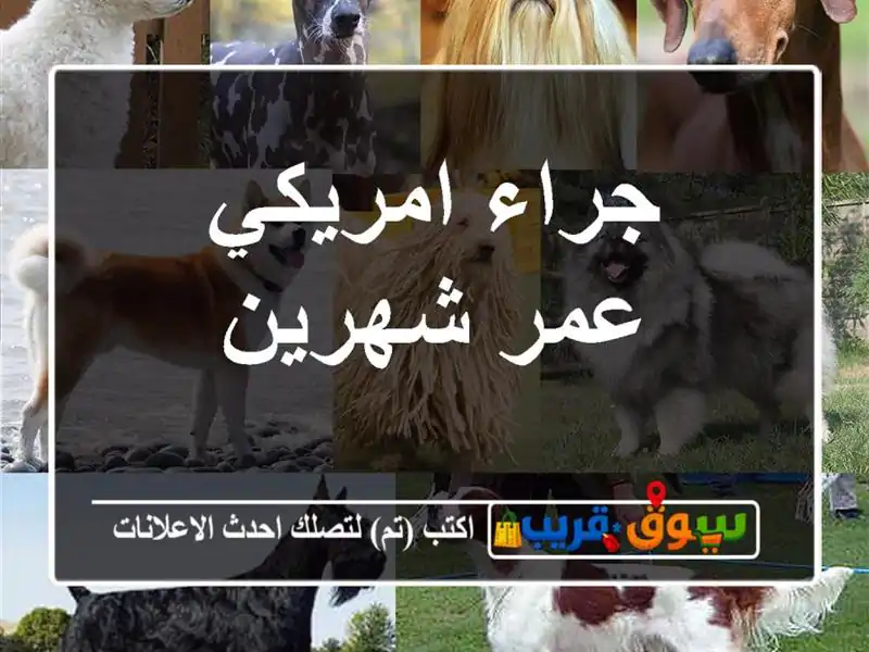 جراء امريكي عمر شهرين