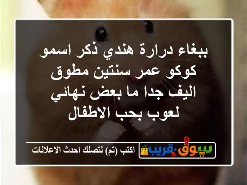 ببغاء درارة هندي ذكر اسمو كوكو عمر سنتين مطوق اليف...