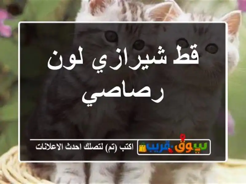 قط شيرازي لون رصاصي