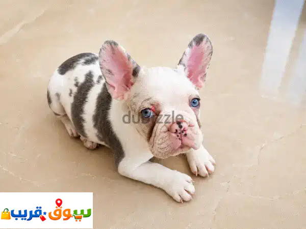 فرصة نادرة بالبحرين: فرنش بولدوج إيزابيلا كوي وميرل (ذكور) - عيون زرقاء ساحرة!