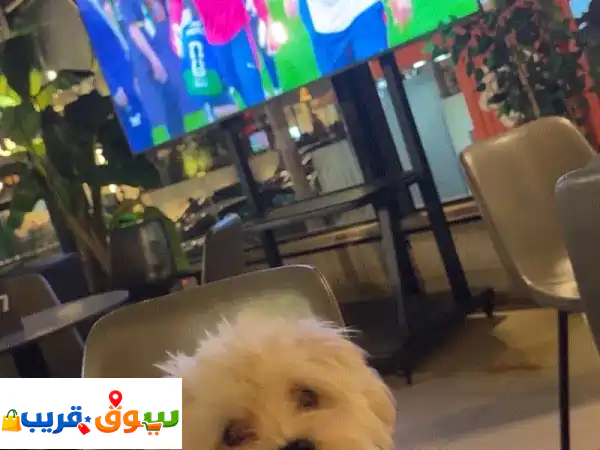 dog for sale 160