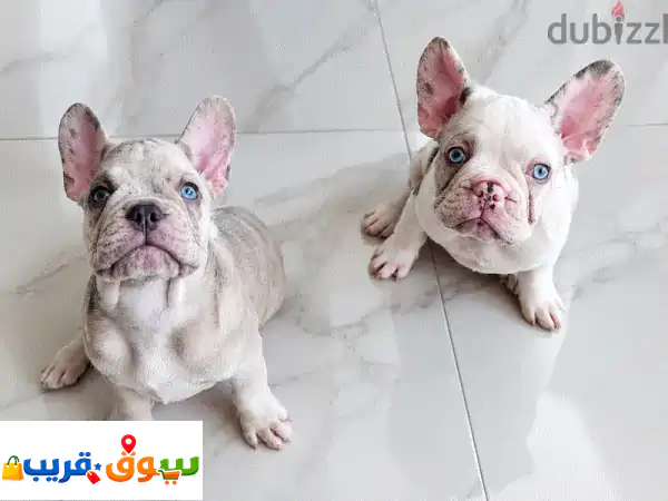 فرصة نادرة بالبحرين: فرنش بولدوج إيزابيلا كوي...