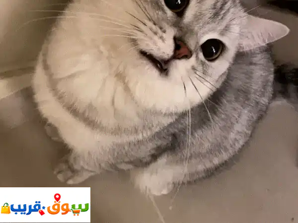 قط للتبني