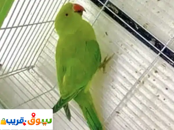 Parrot