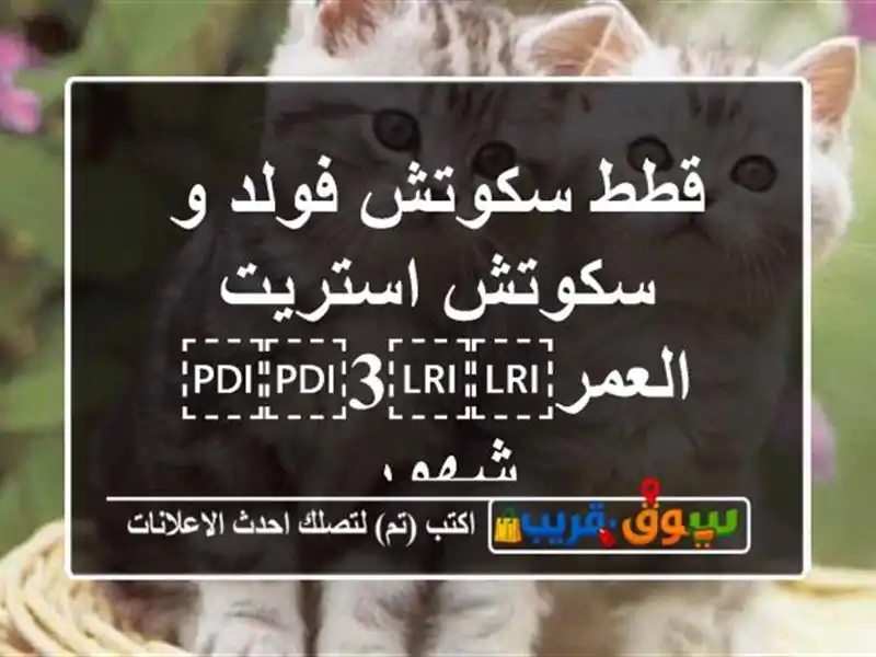 قطط سكوتش فولد و سكوتش استريت العمر⁦⁦3⁩⁩ شهور