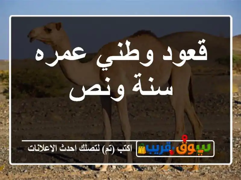 قعود وطني عمره سنة ونص