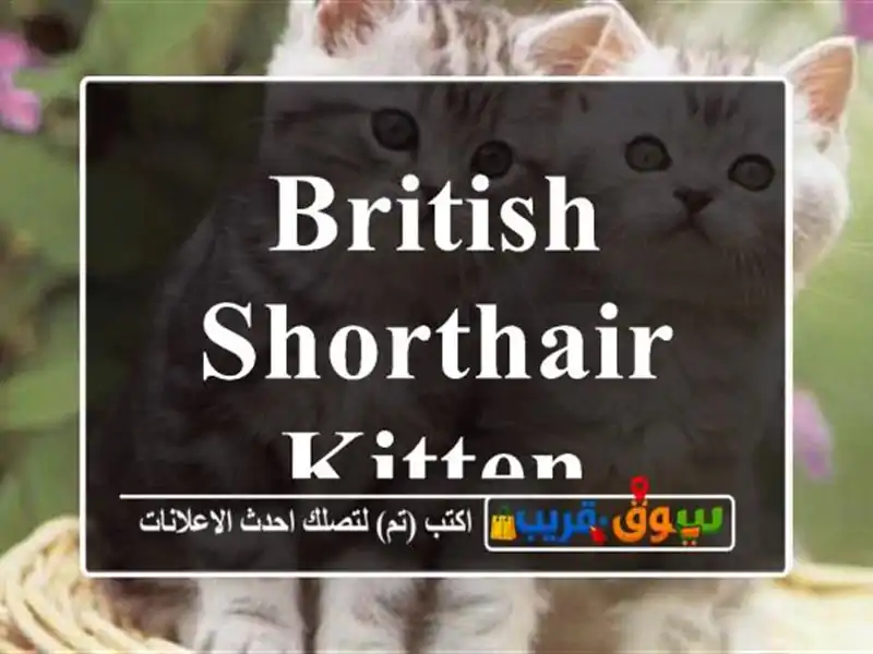 British Shorthair Kitten