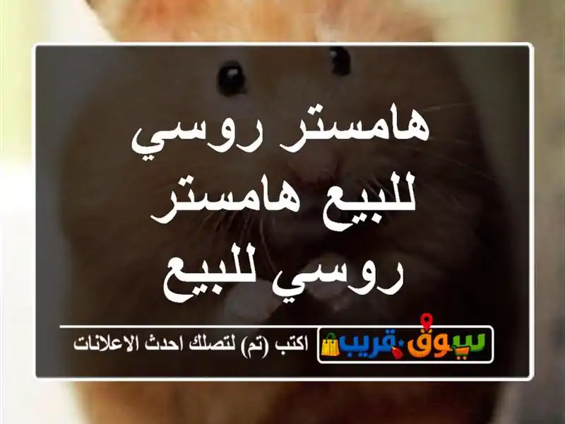 هامستر روسي للبيع هامستر روسي للبيع