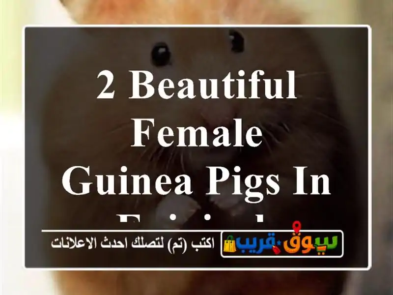 2 Beautiful female Guinea pigs in fujairah