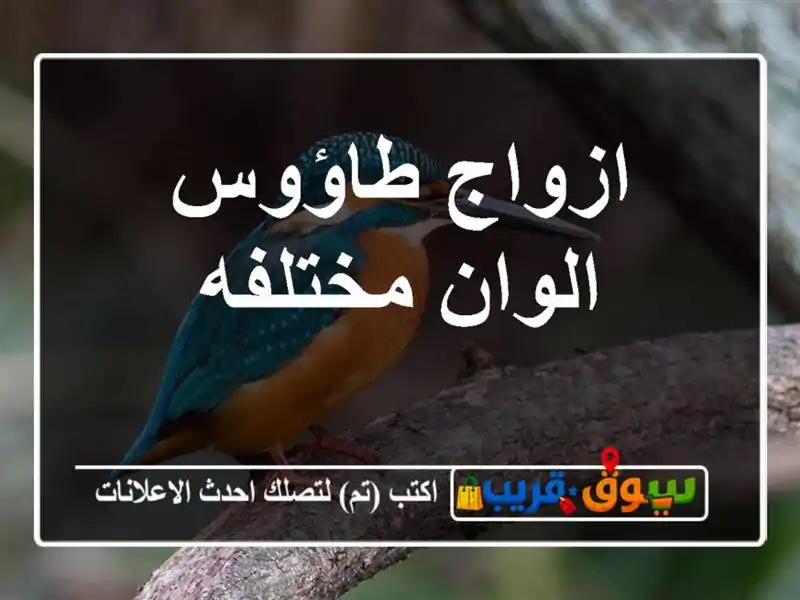 ازواج طاؤوس الوان مختلفه