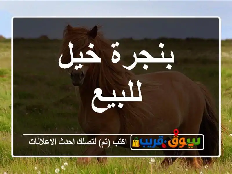 بنجرة خيل للبيع