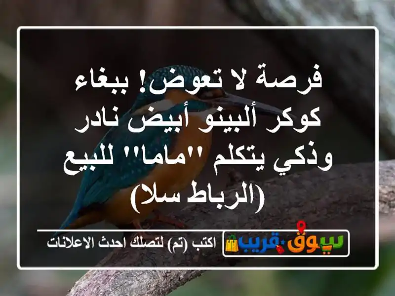 فرصة لا تعوض! ببغاء كوكر ألبينو أبيض نادر وذكي...