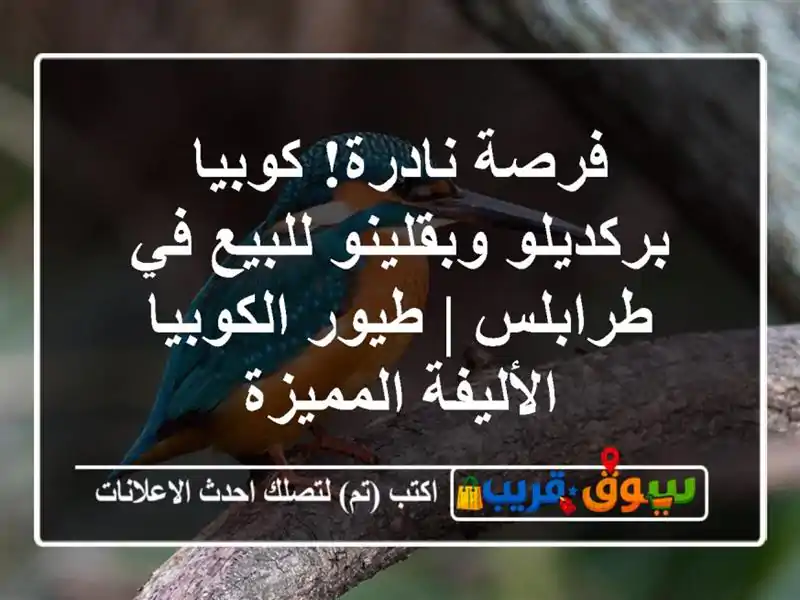 فرصة نادرة! كوبيا بركديلو وبقلينو للبيع في طرابلس | طيور الكوبيا الأليفة المميزة