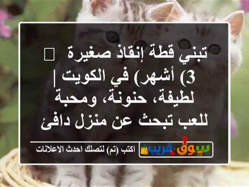 تبني قطة إنقاذ صغيرة 🐾 (3 أشهر) في الكويت |...