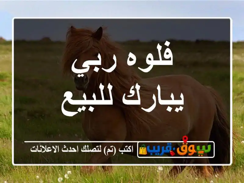 فلوه ربي يبارك للبيع