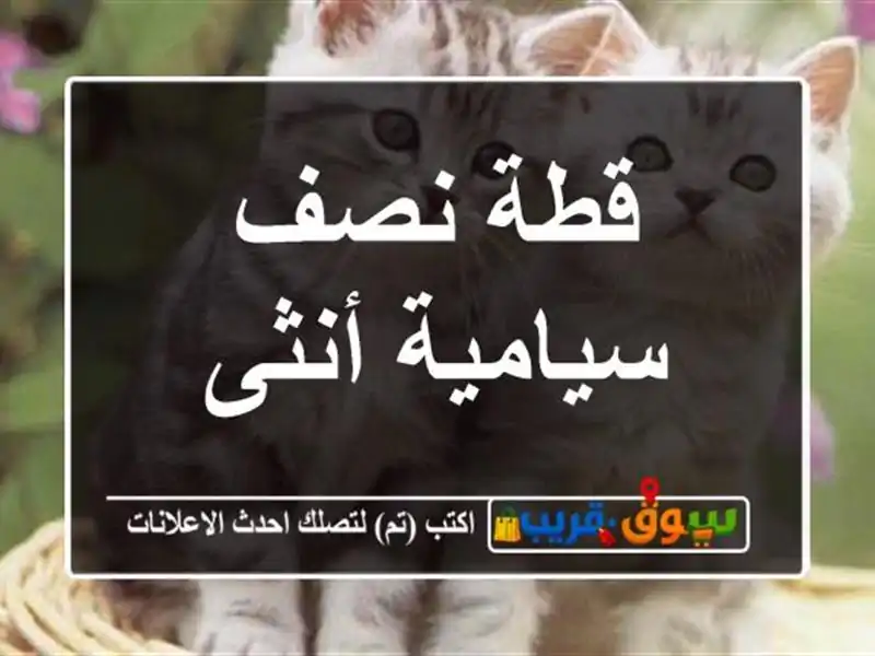 قطة نصف سيامية أنثى