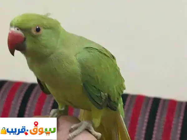 hand tamed parrot for sale