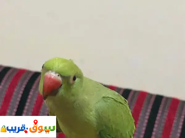 hand tamed parrot for sale