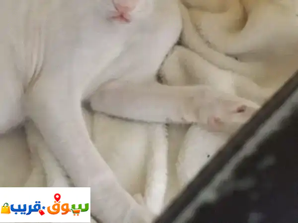 Adoption a cat