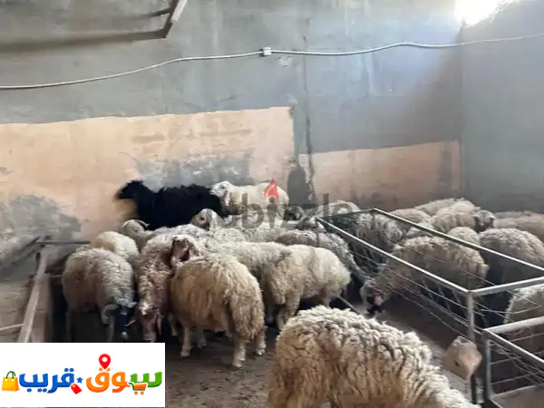 يوجد غنم وطيور