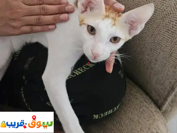 Adoption a cat