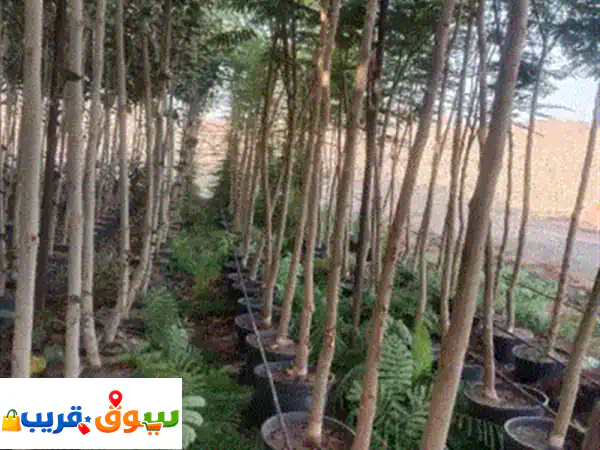 يتوفر لدينا جميع أنواع الأشجار الظل ولبرية...