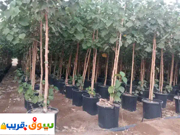 يتوفر لدينا جميع أنواع الأشجار الظل ولبرية بجميع لمقاصات