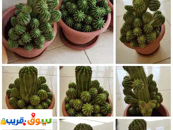 Beautiful Big Cactus Plants