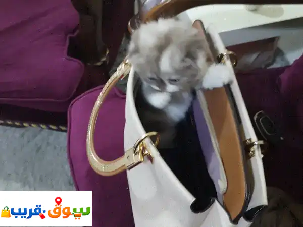 للبيع أنثى سكوتس