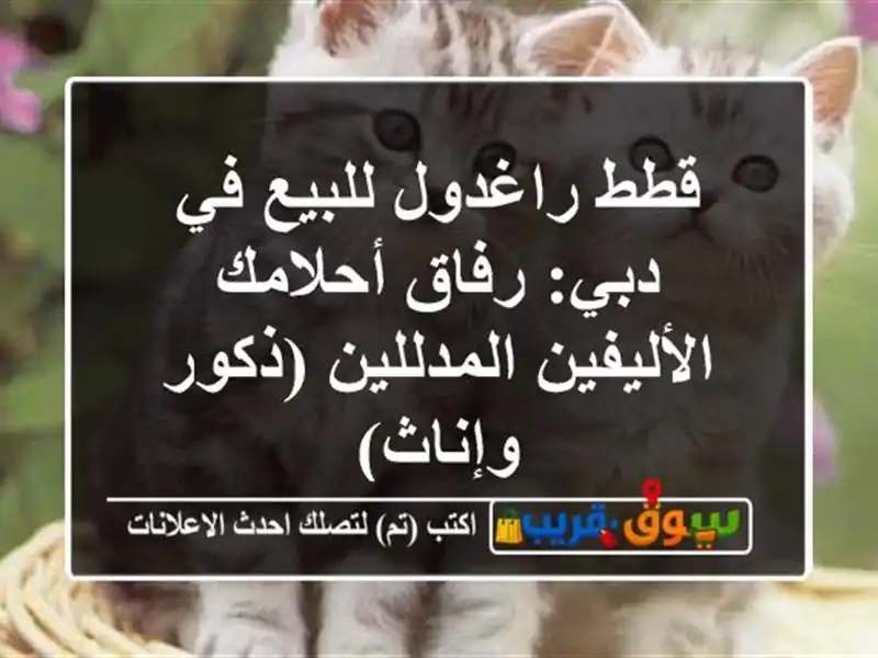 قطط راغدول للبيع في دبي: رفاق أحلامك الأليفين...