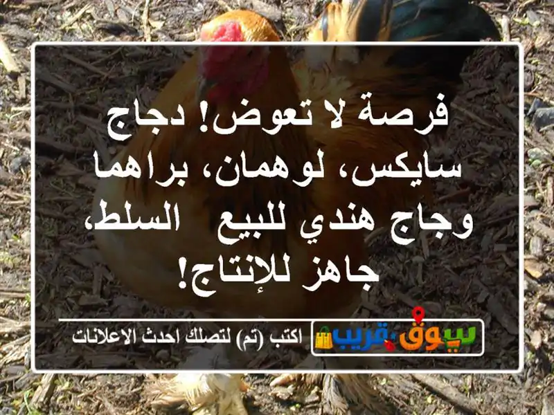 فرصة لا تعوض! دجاج سايكس، لوهمان، براهما وجاج...