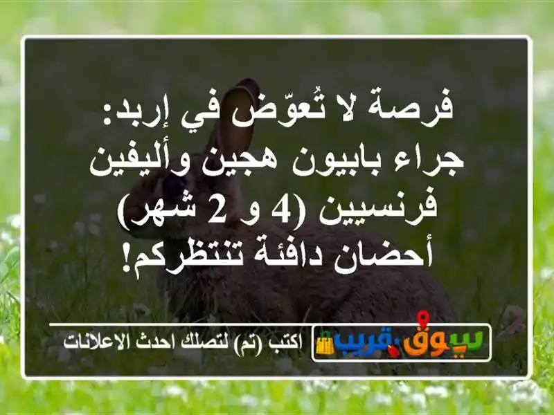 فرصة لا تُعوّض في إربد: جراء بابيون هجين...