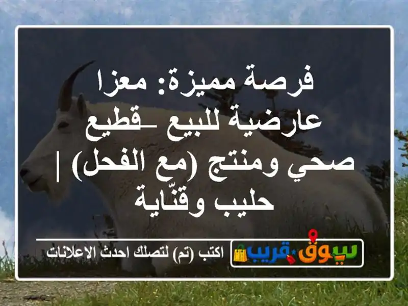 فرصة مميزة: معزا عارضية للبيع – قطيع صحي ومنتج...