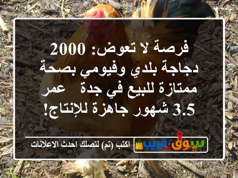 فرصة لا تعوض: 2000 دجاجة بلدي وفيومي بصحة ممتازة للبيع...