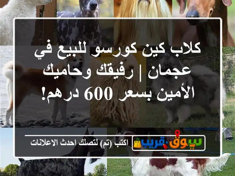 كلاب كين كورسو للبيع في عجمان | رفيقك وحاميك...
